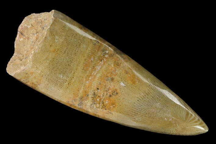 Polished Fossil Horn Coral - Morocco #142691